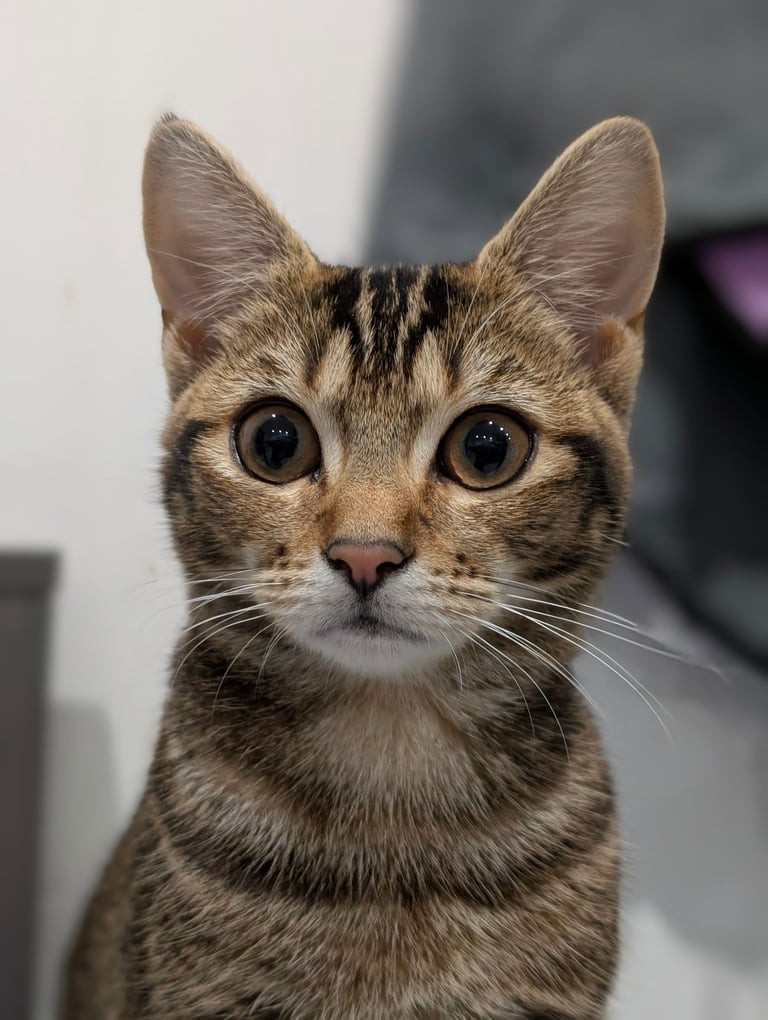 Adorable 5-month-old female kitten. Fully litter trained, playful and raised with children.