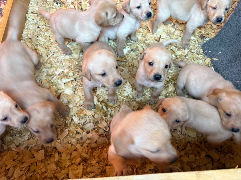 Labrador pups 