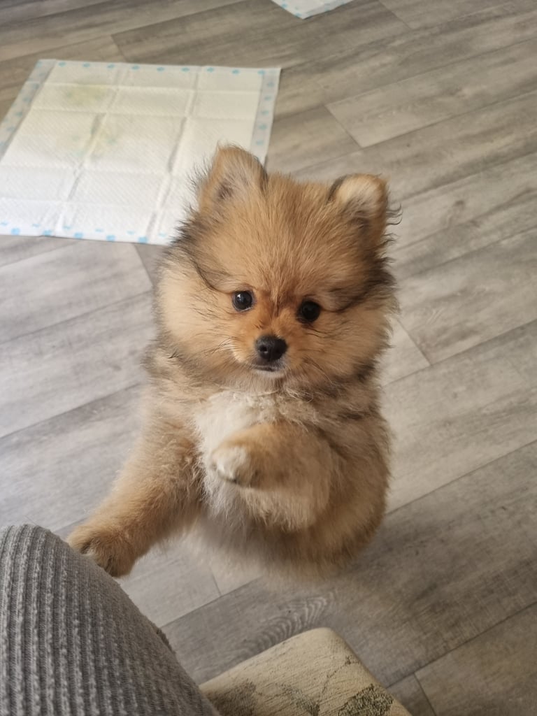 Stunning 12 week Pomeranian puppy