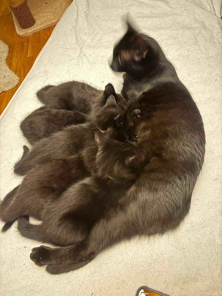 image for Kittens for sale