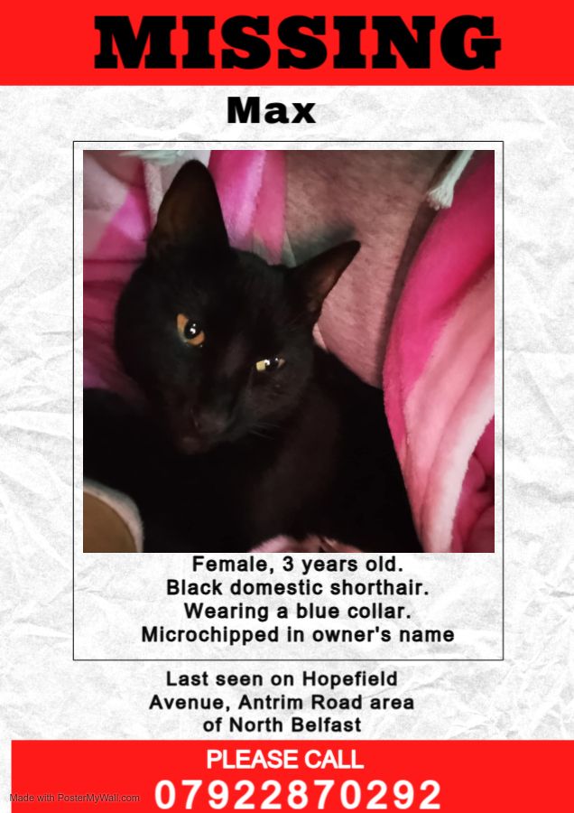 image for Missing cat antrim road, north belfast