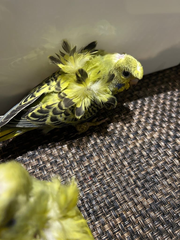 Budgies for sale, splits, all in good health