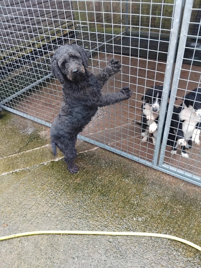 Cockerpoo x springer spaniel 