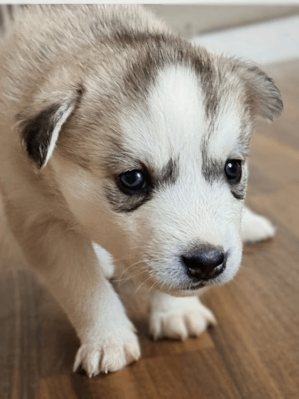 Beautiful Siberian Husky puppies 