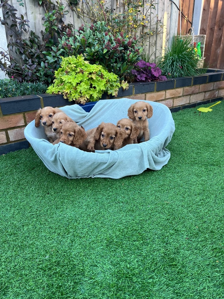 Six beautiful Cocker spaniel puppies