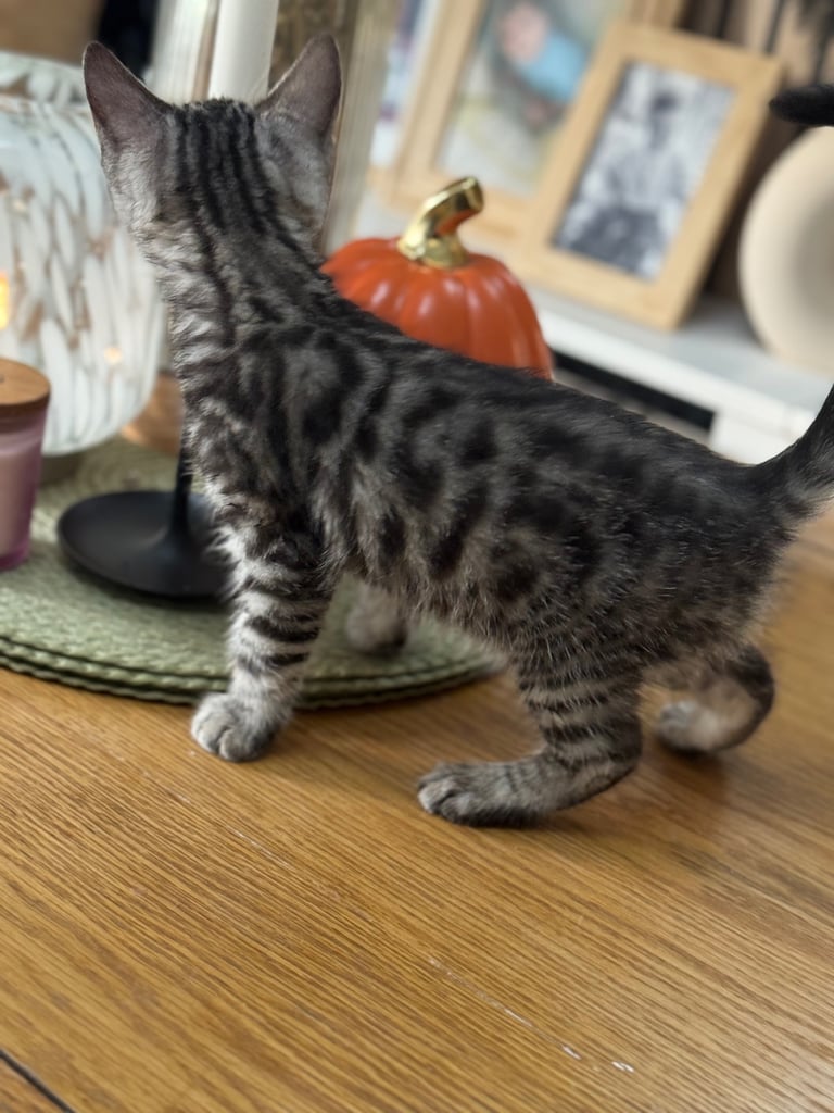 Maine coon cross Bengal kittens ready now 