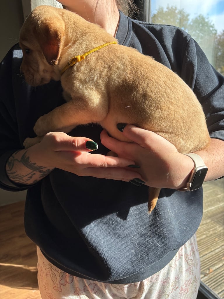 Beautiful Labrador puppies