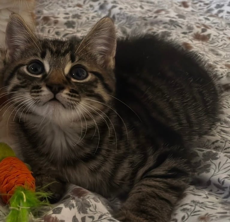 A beautiful boy kitten ready for a new home!