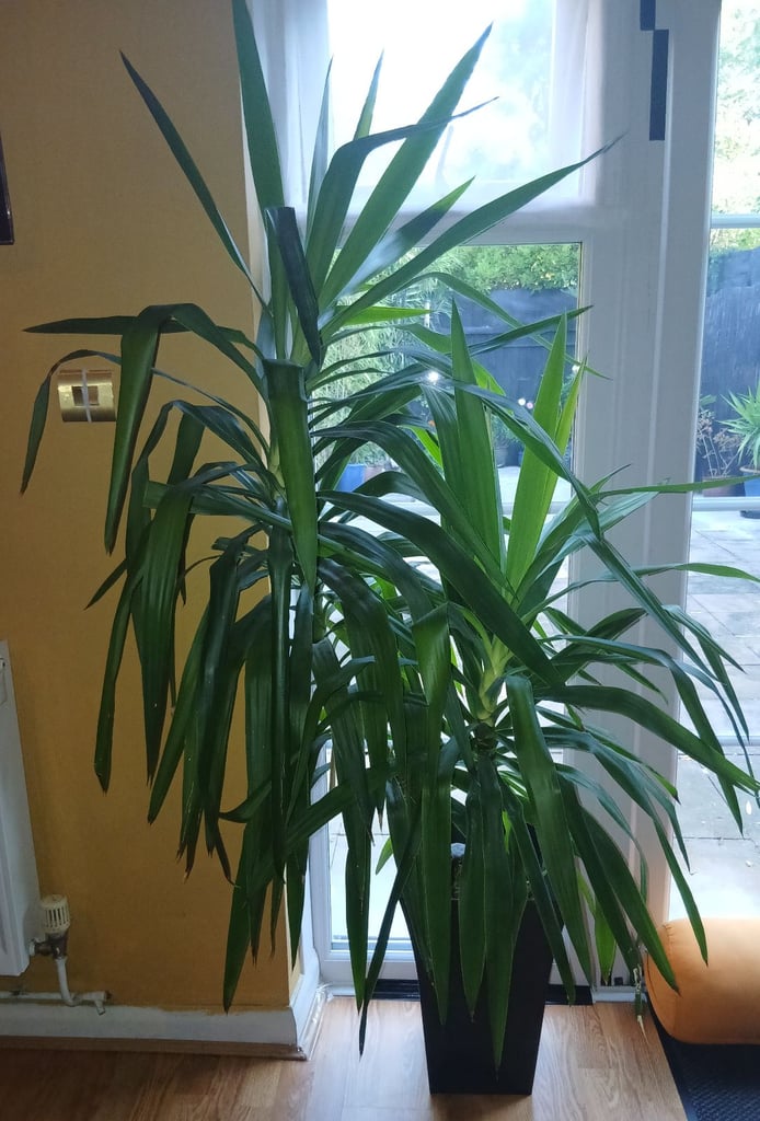 image for Large Yukka Plants x2