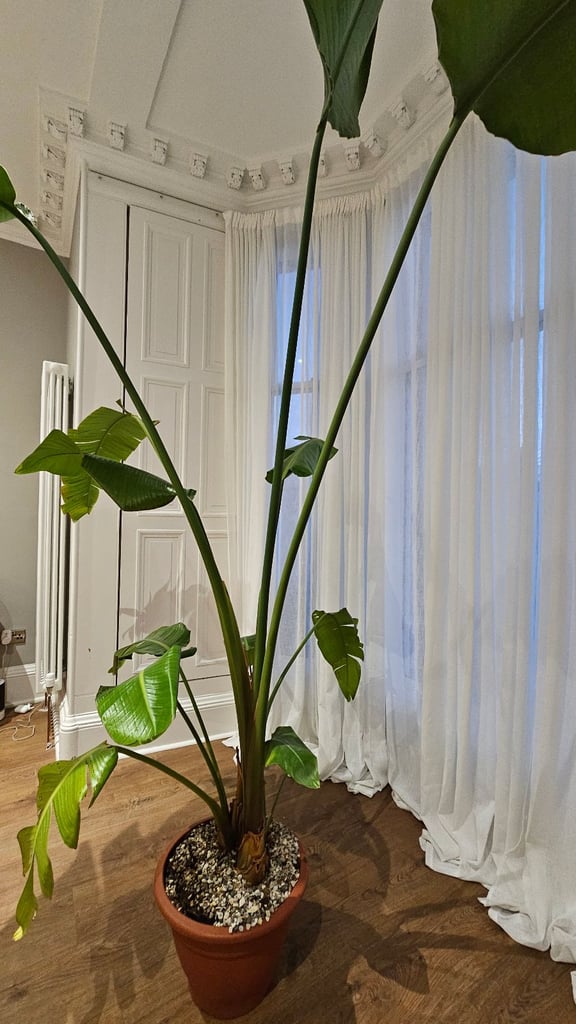 Giant Bird of Paradise Plant