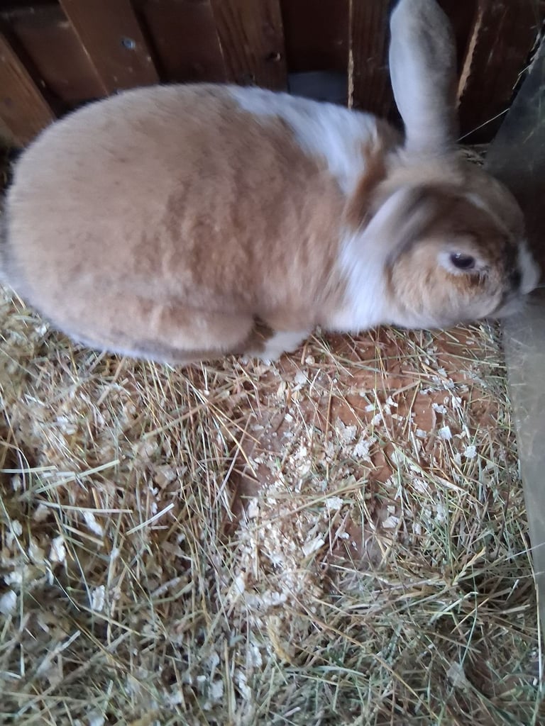 Dutch Rabbit for sale 