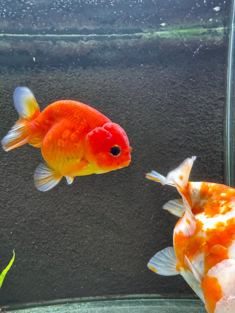  high quality male ranchu goldfish gold fish