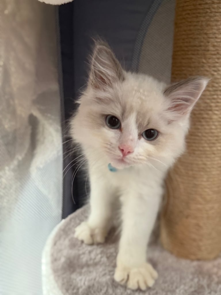 12 week old ragdoll