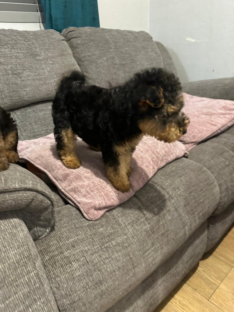 Beautiful Black and Tab Lakeland Pups 