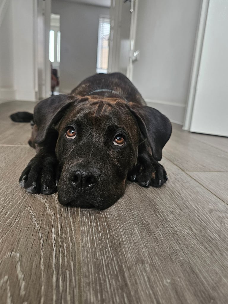 image for Staffy/rottweiler 8 month old pup