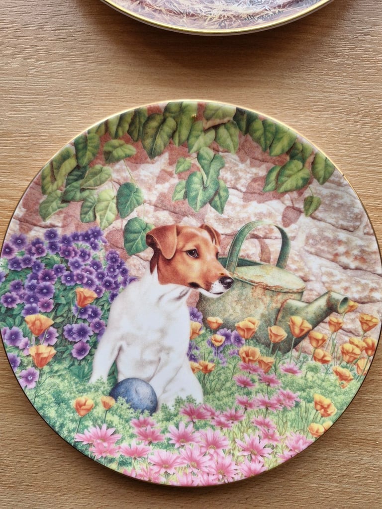 5 china plates with Jack Russells.