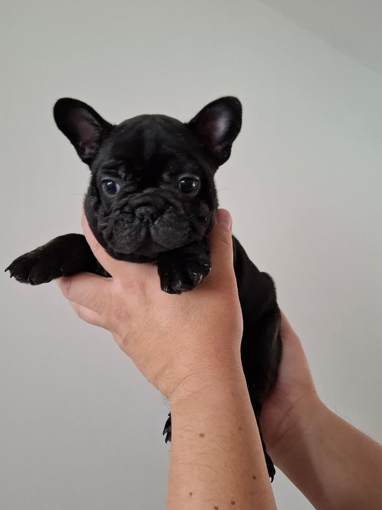 Two adorable French bulldog puppies looking for a new home! 🐶🐾