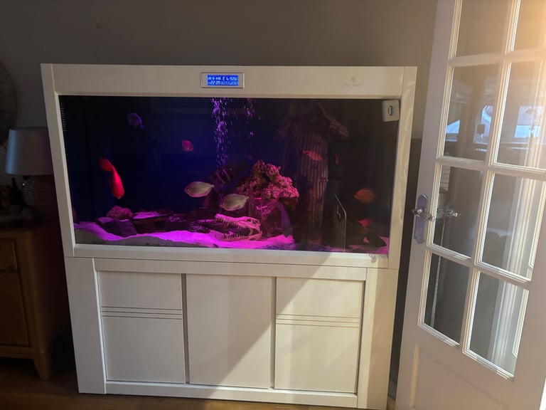 Fish tank and tropical fish 