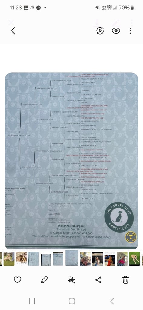 Golden retriever puppies 