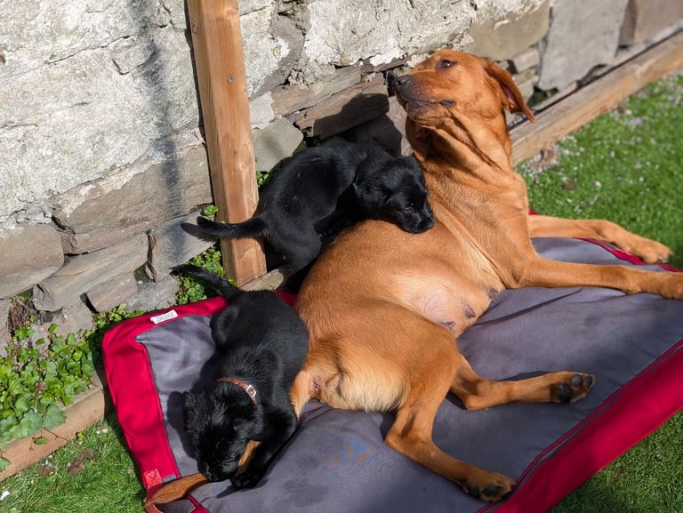 image for Labrador bitches for sale (x4)