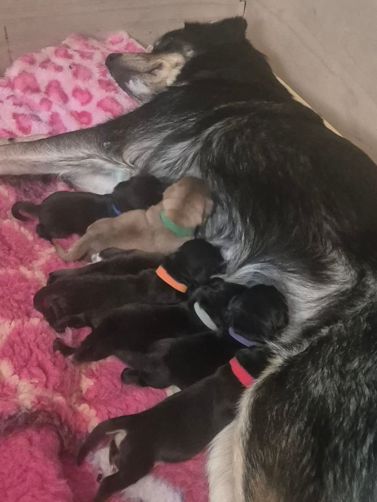 Mixed breed puppies 