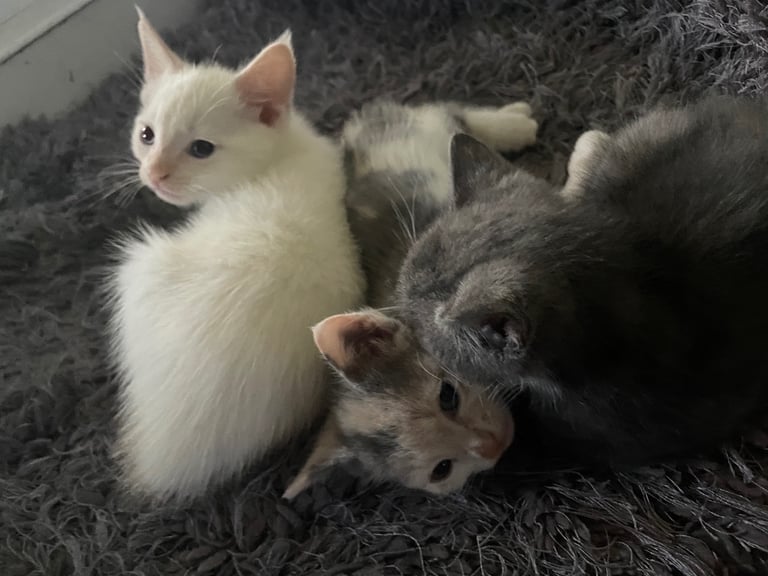 image for Beautiful calico reverse x British short haired kittens looking for there forever homes