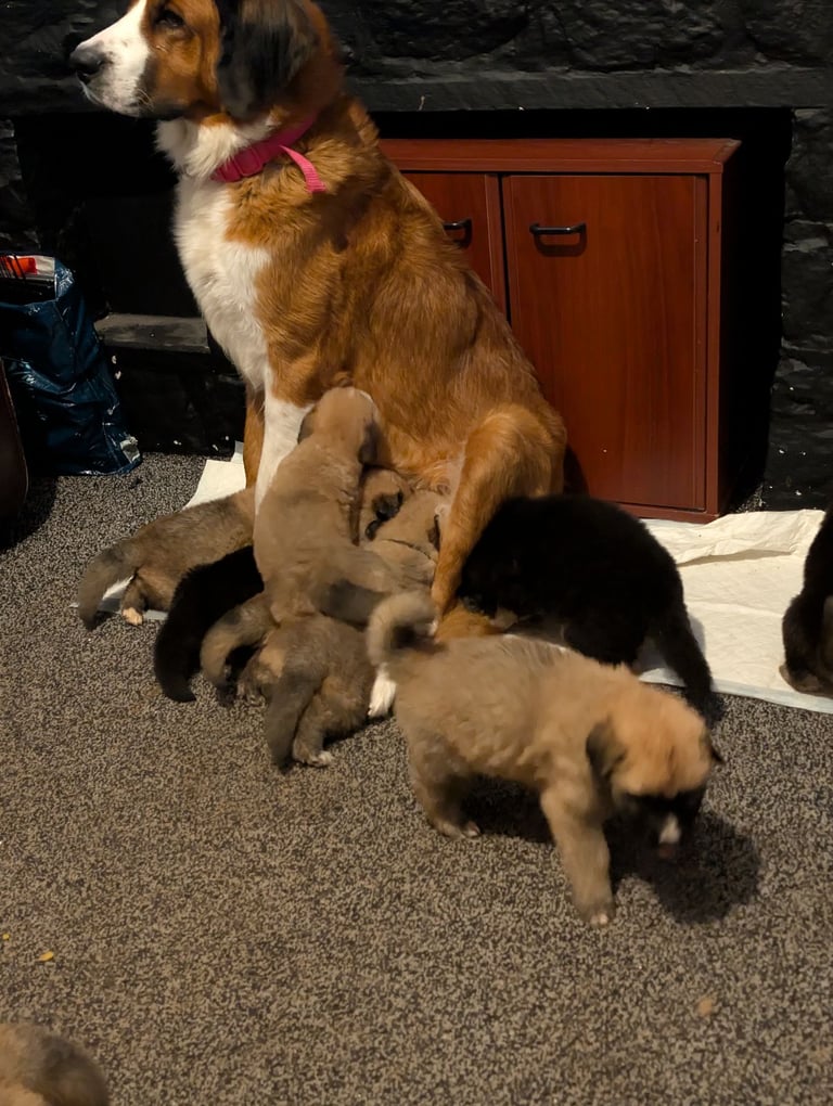 Bernese mountain dog X white swiss Shepard 