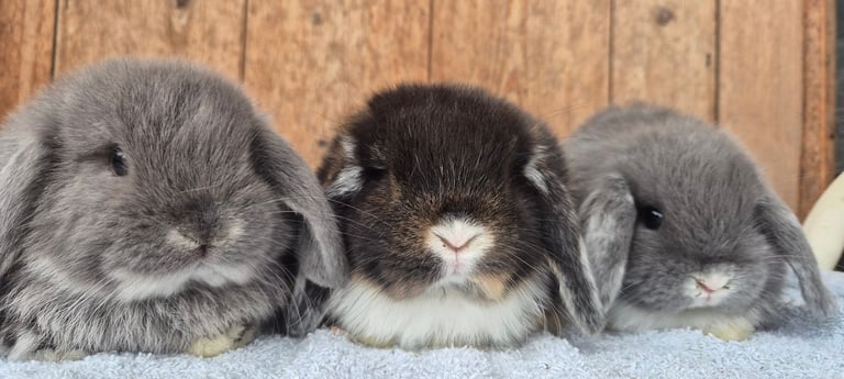 Mini lop babys 