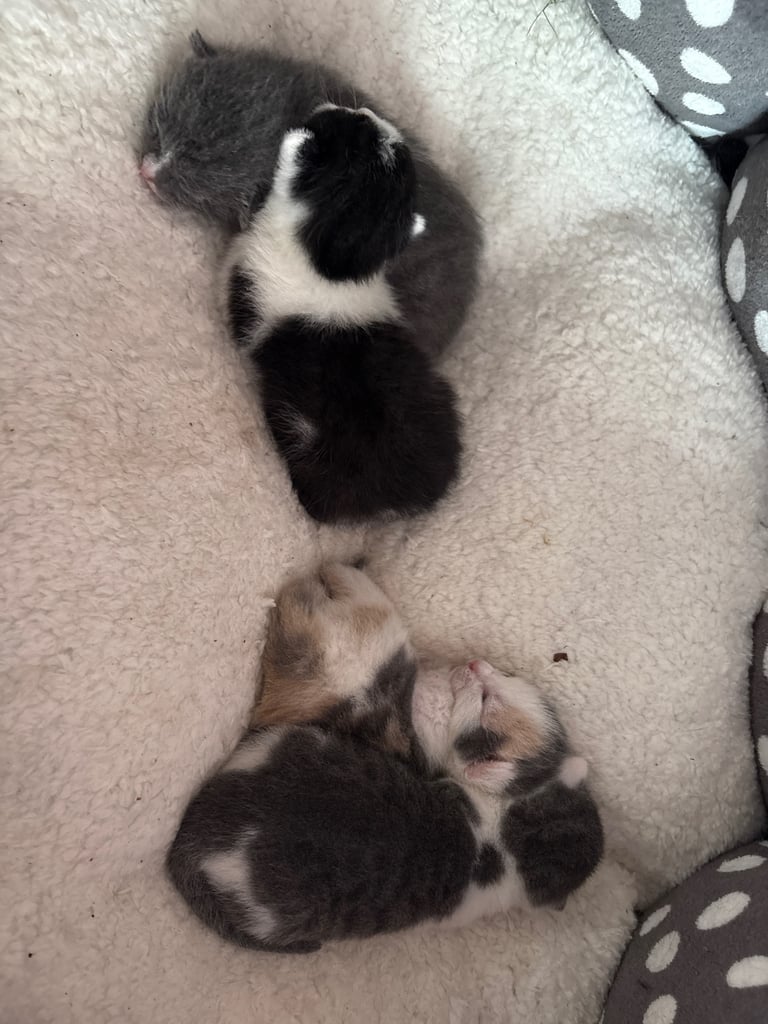 image for Beautiful short haired kittens 