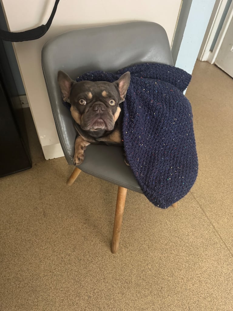 french bulldog for sale