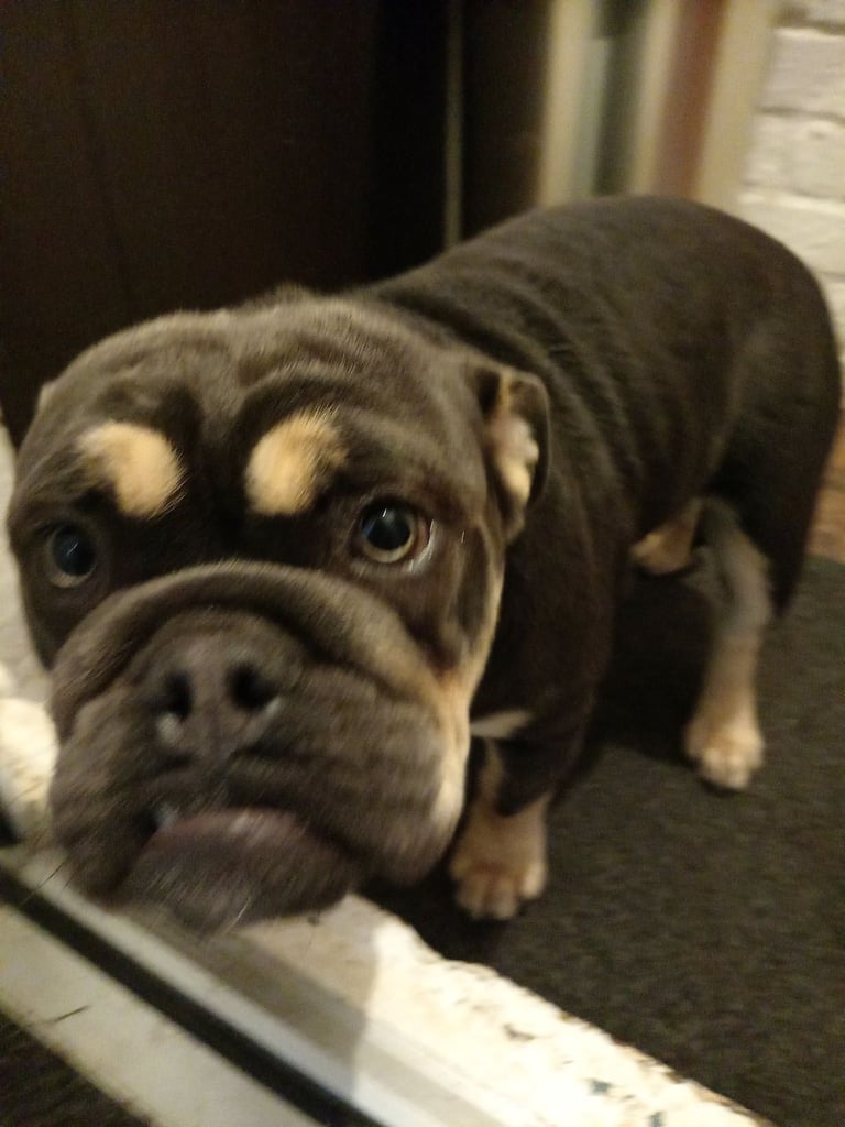 image for British Bulldog puppy 