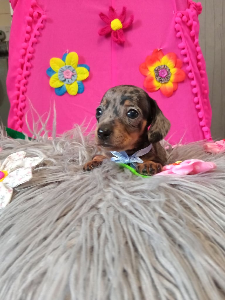 3 miniature duschund 🐶 puppies 