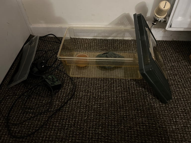 baby snake vivarium starter set