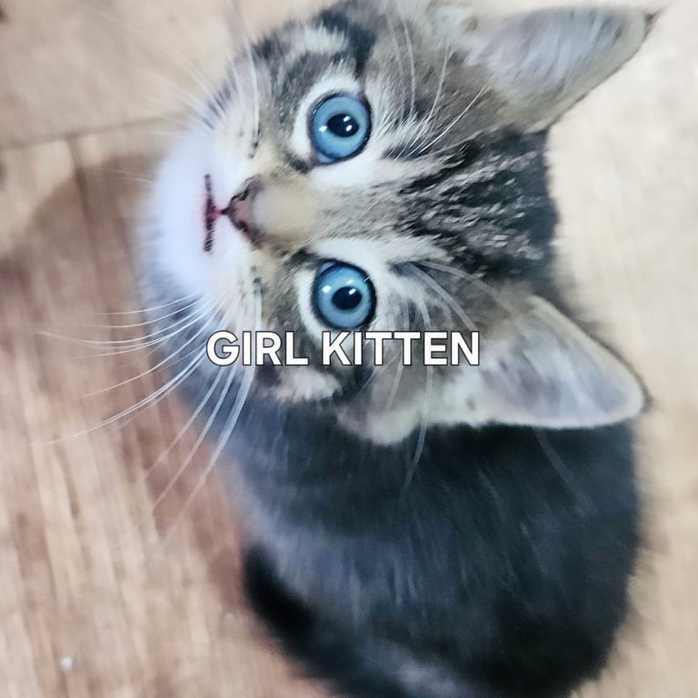  Siberians  long haired kittens 😸  2 GIRLS 1 BOY 