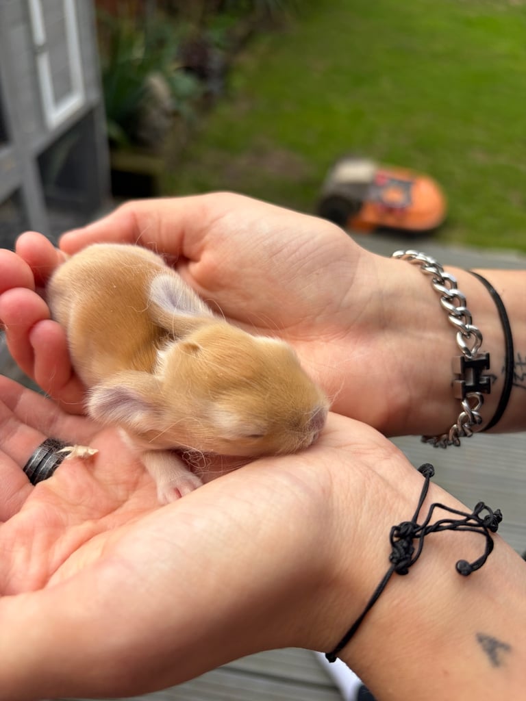 image for Baby bunnies for sale 