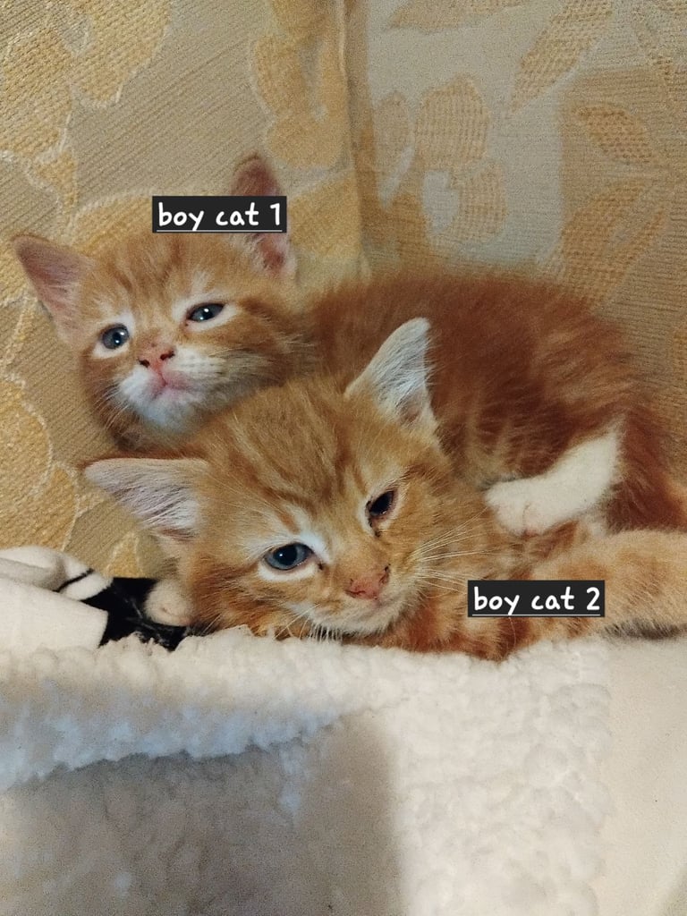 2 adorable 7week old kittens looking for their forever home