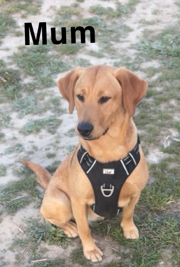 Labrador puppies last girl 