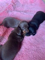 Miniature dachshund, chocolate boy