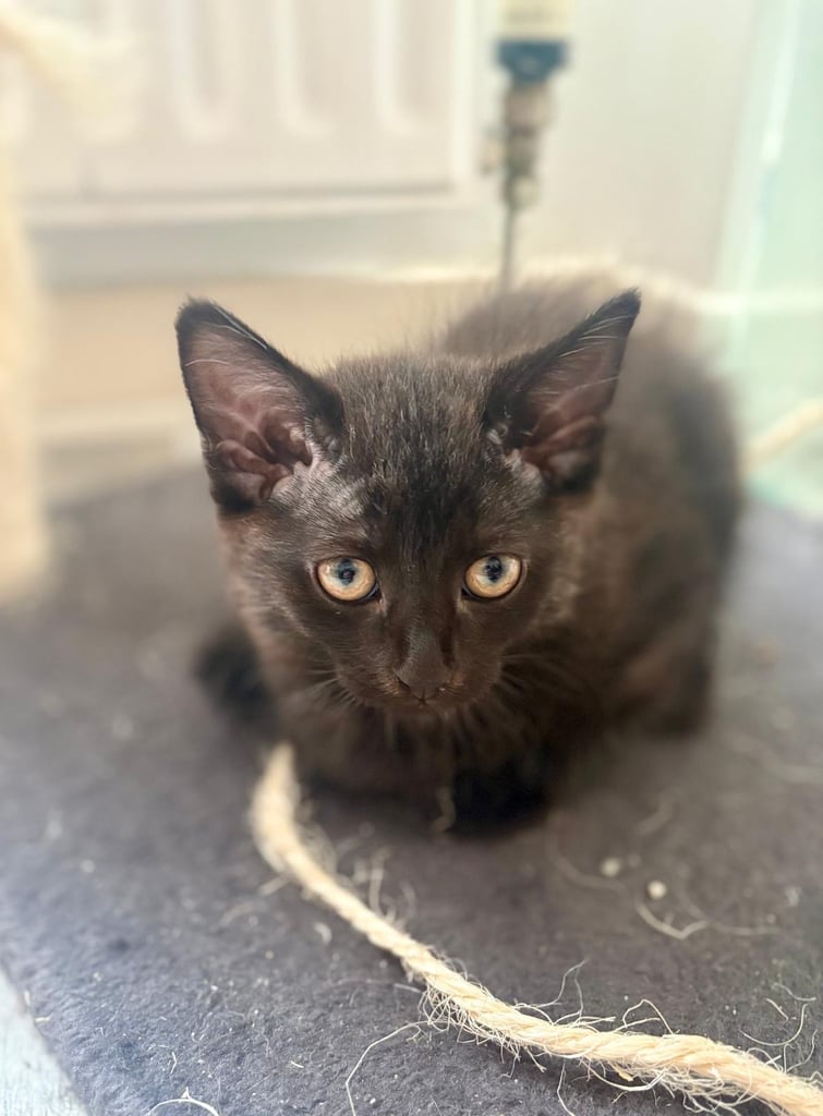 Gorgeous Kitten for Sale