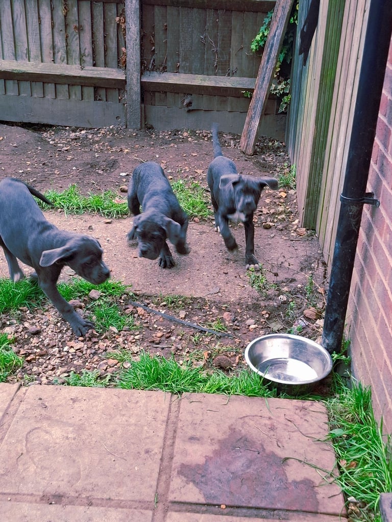 **REDUCED** 2 left Pure Cane Corso puppies (Blue) 2 females left 