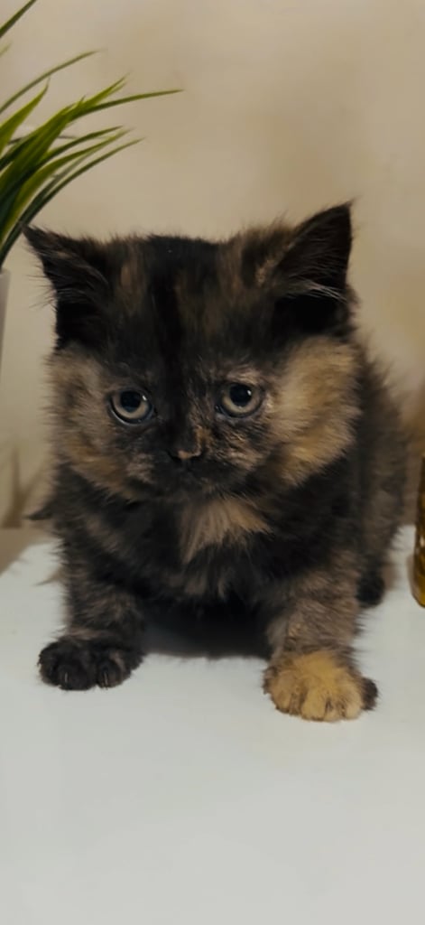 2 female cats and 1 male British shorthair and 1 kitten persian cross British shorthair