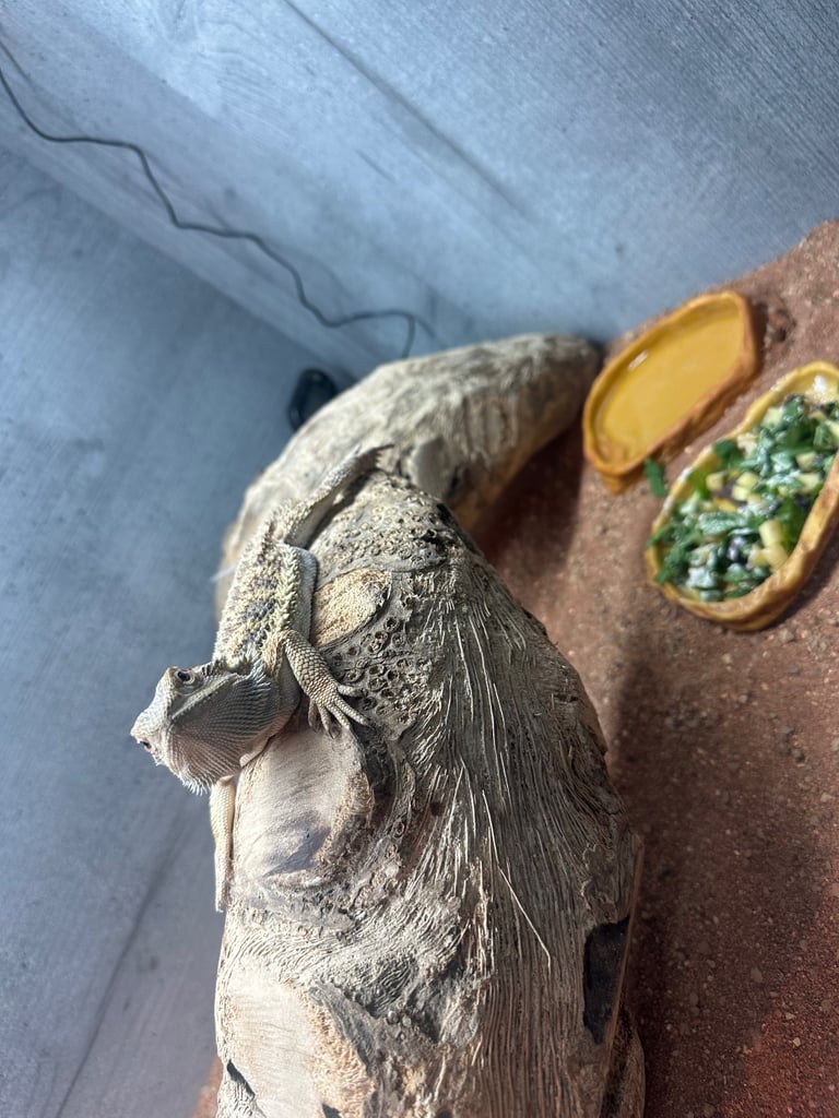 6 month male bearded dragon