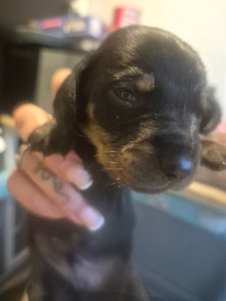 Boy Dachshund Puppies 