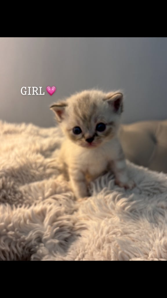 ONLY 2 LEFT! 🐾✨ Adorable Persian × Bengal Kittens Looking for Loving Homes! ✨🐾