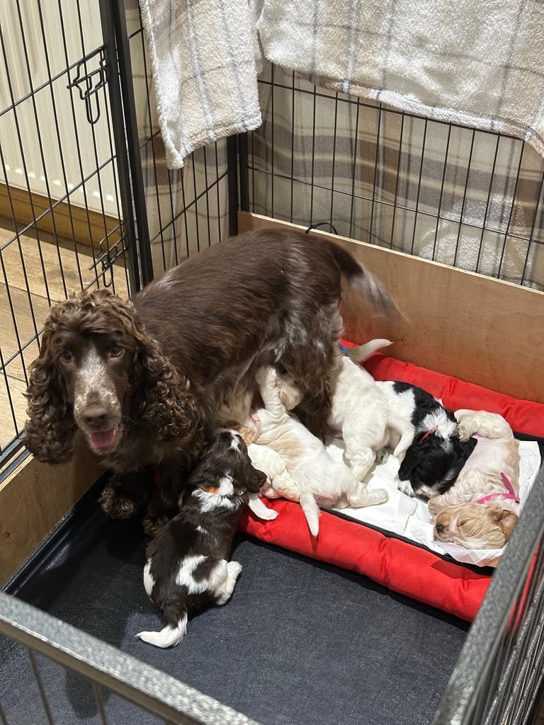 ✨ Show Cocker Spaniel Puppies For Sale ✨
