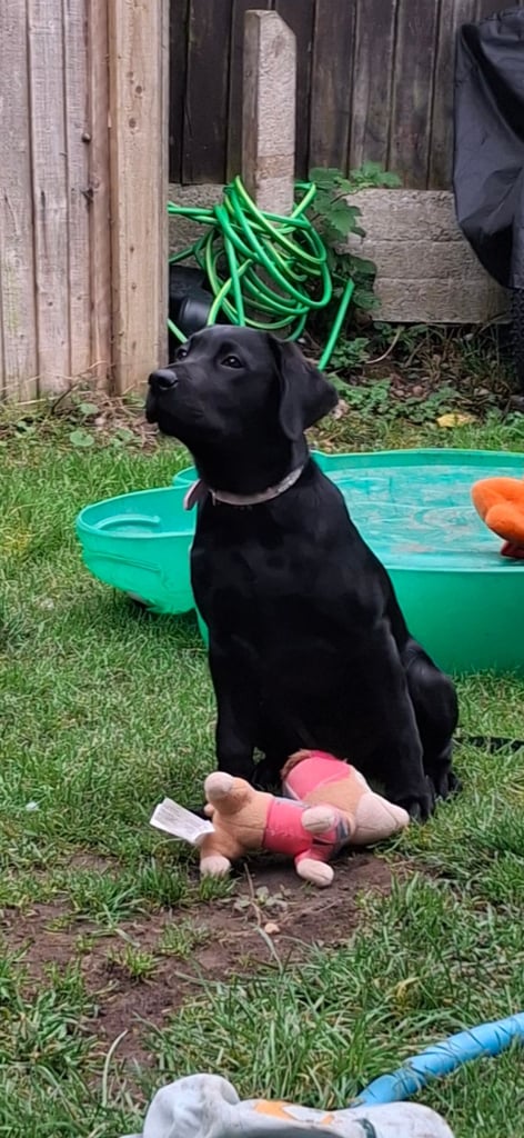 4 month old girl labrador 
