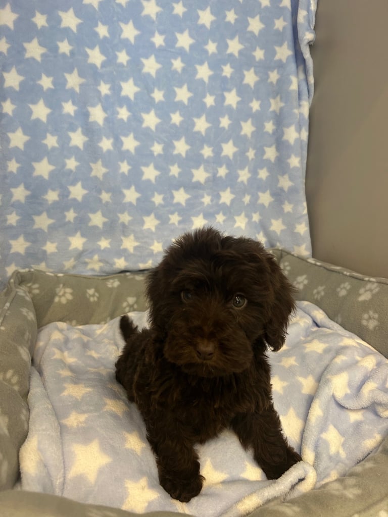 5 boy cockapoo puppies for sale
