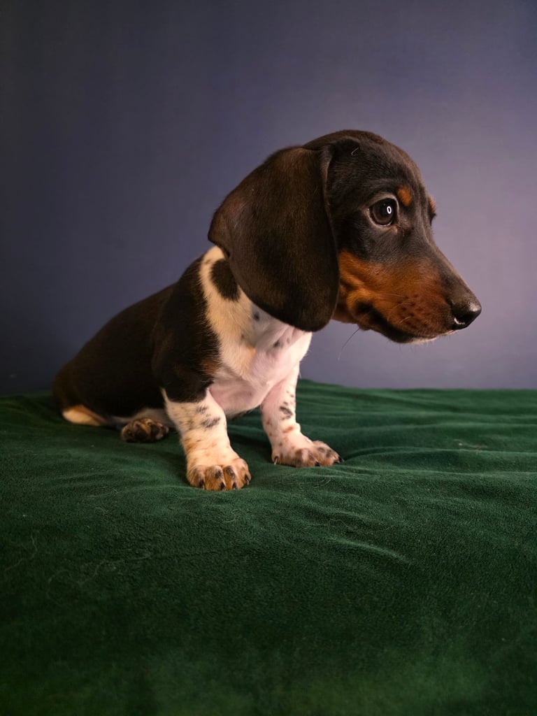 KC Registered Dachshund Puppies