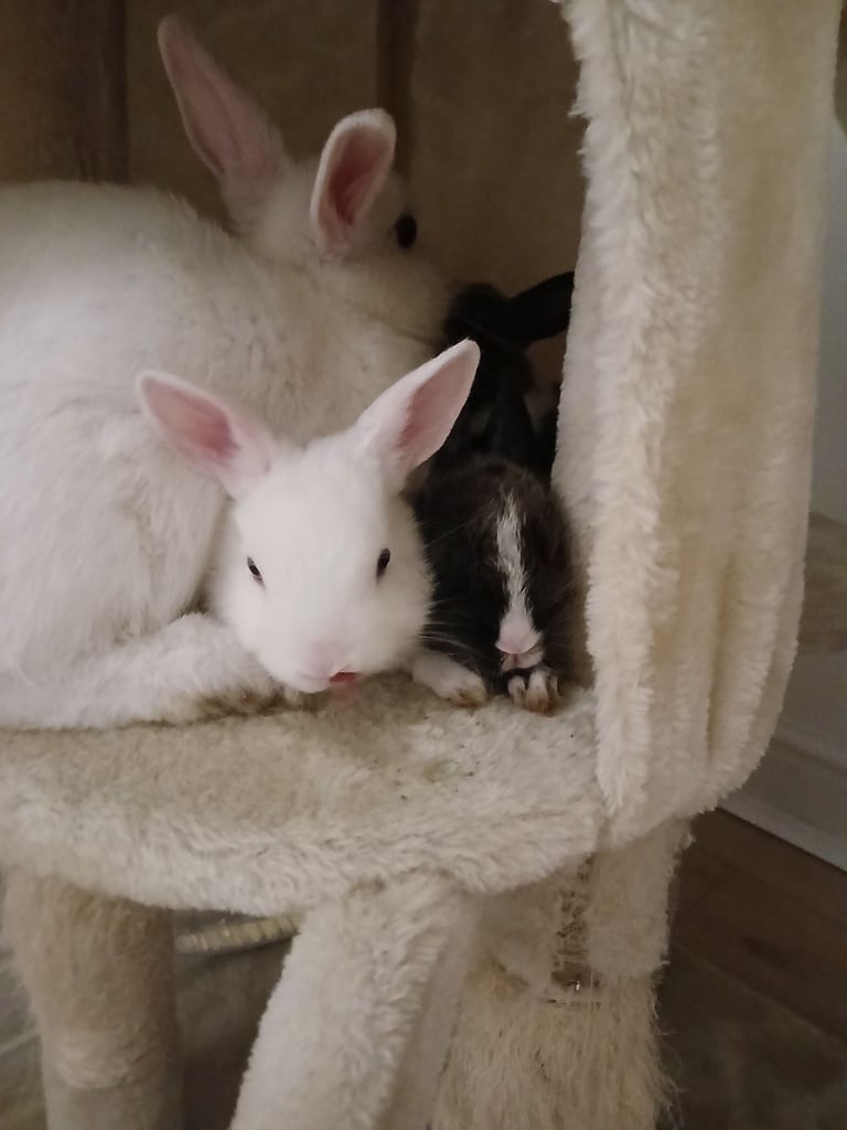 image for  Holland dwarf bunny 