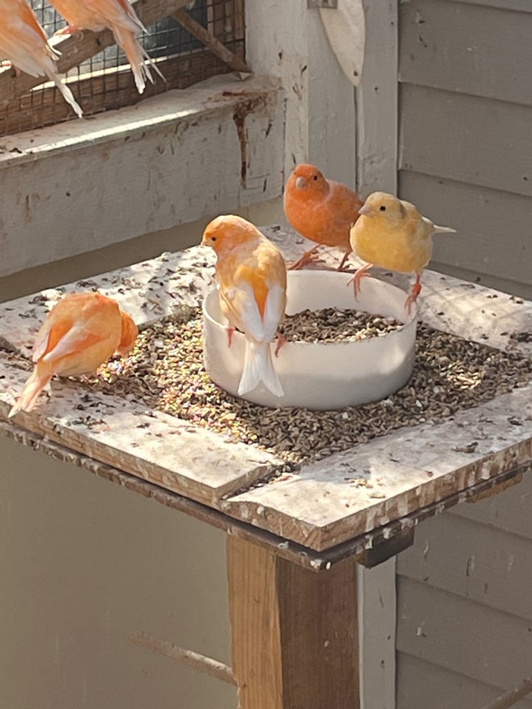 image for Red factor canary